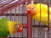PAREJA
